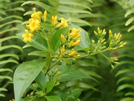 Đoạn Trường Thảo - Gelsemium Elegans