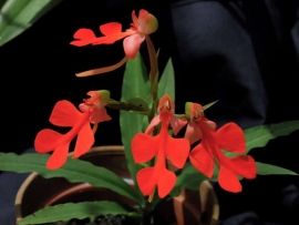 Lan Kiến Cò - Habenaria Rhodocheila