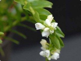 Lan Vệ Mòng - Appendicula Cornuta
