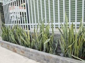 Lưỡi hổ