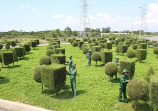 Chăm sóc cây xanh