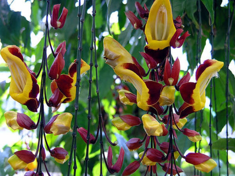 Móng Bò leo - Hoa Ban - Bauhinia Scandens