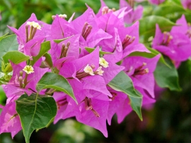 Hoa Giấy - Bougainvillea Spectabilis