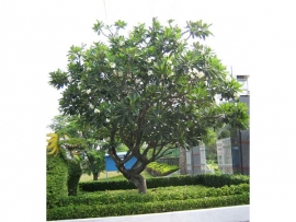 Sứ hột gà