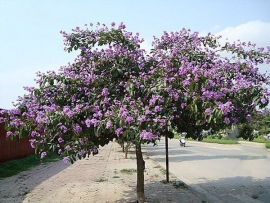 Bằng lăng nước