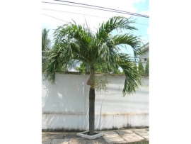 Cau trắng