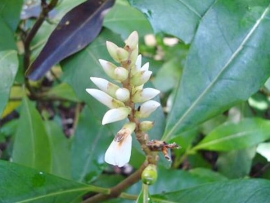 Ô rô - Acanthus Ebracteatus