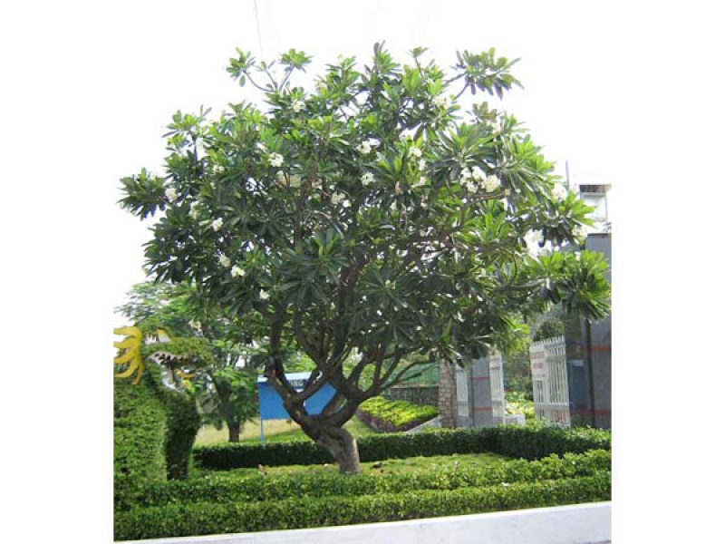 Sứ hột gà