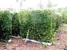 Cây Sanh hàng rào