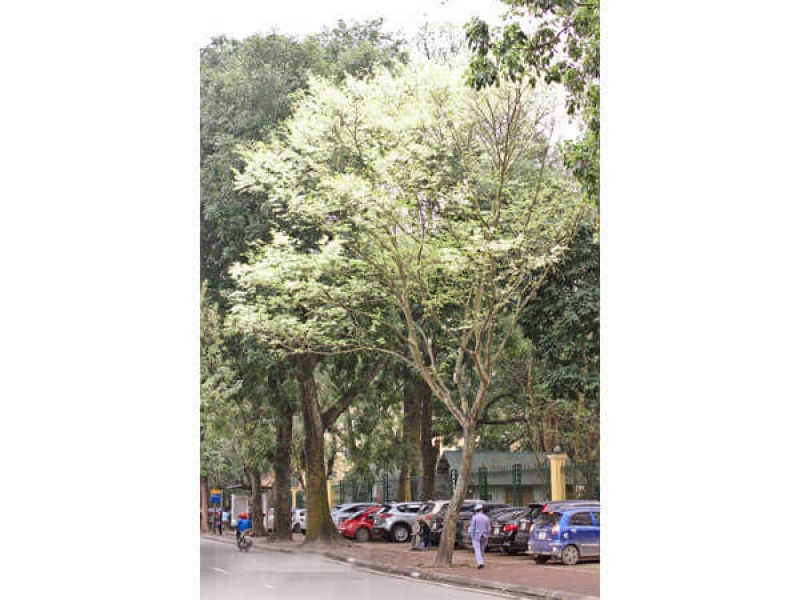 Sưa trắng