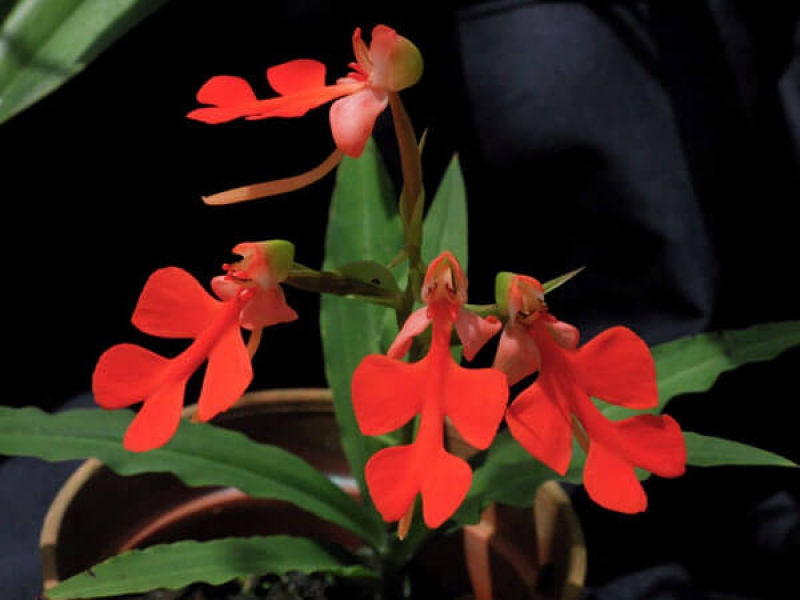 Lan Kiến Cò - Habenaria Rhodocheila