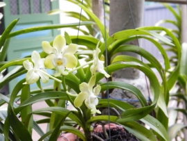 Lan Mỹ Nhung Dạ Hương - Vanda Denisoniana