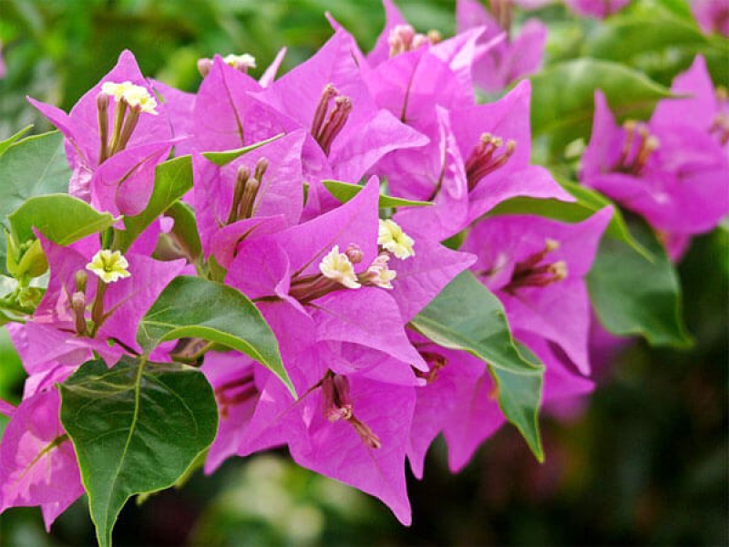 Hoa Giấy - Bougainvillea Spectabilis