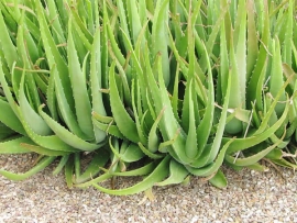 Nha đam