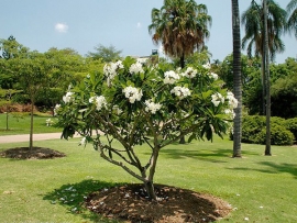Sứ trắng