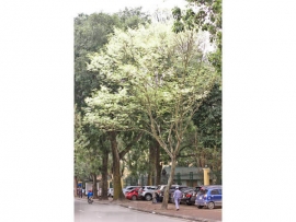 Sưa trắng