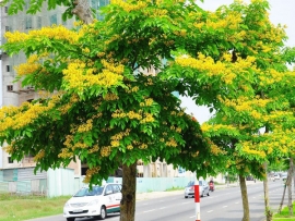 Dáng hương