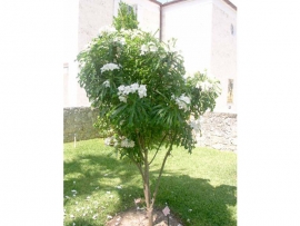 Sứ hỏa tiễn
